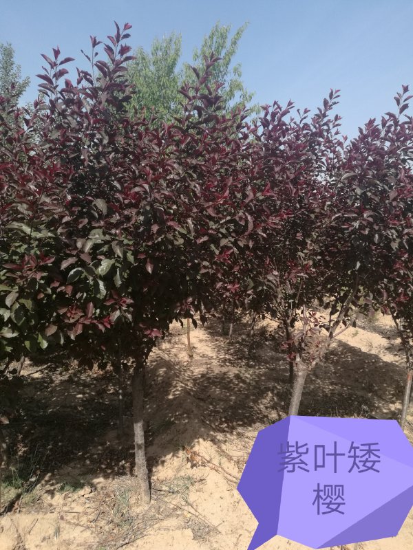 山西苗木—紫叶矮樱
