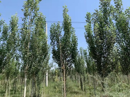 新疆杨的种植栽培和扦插时间